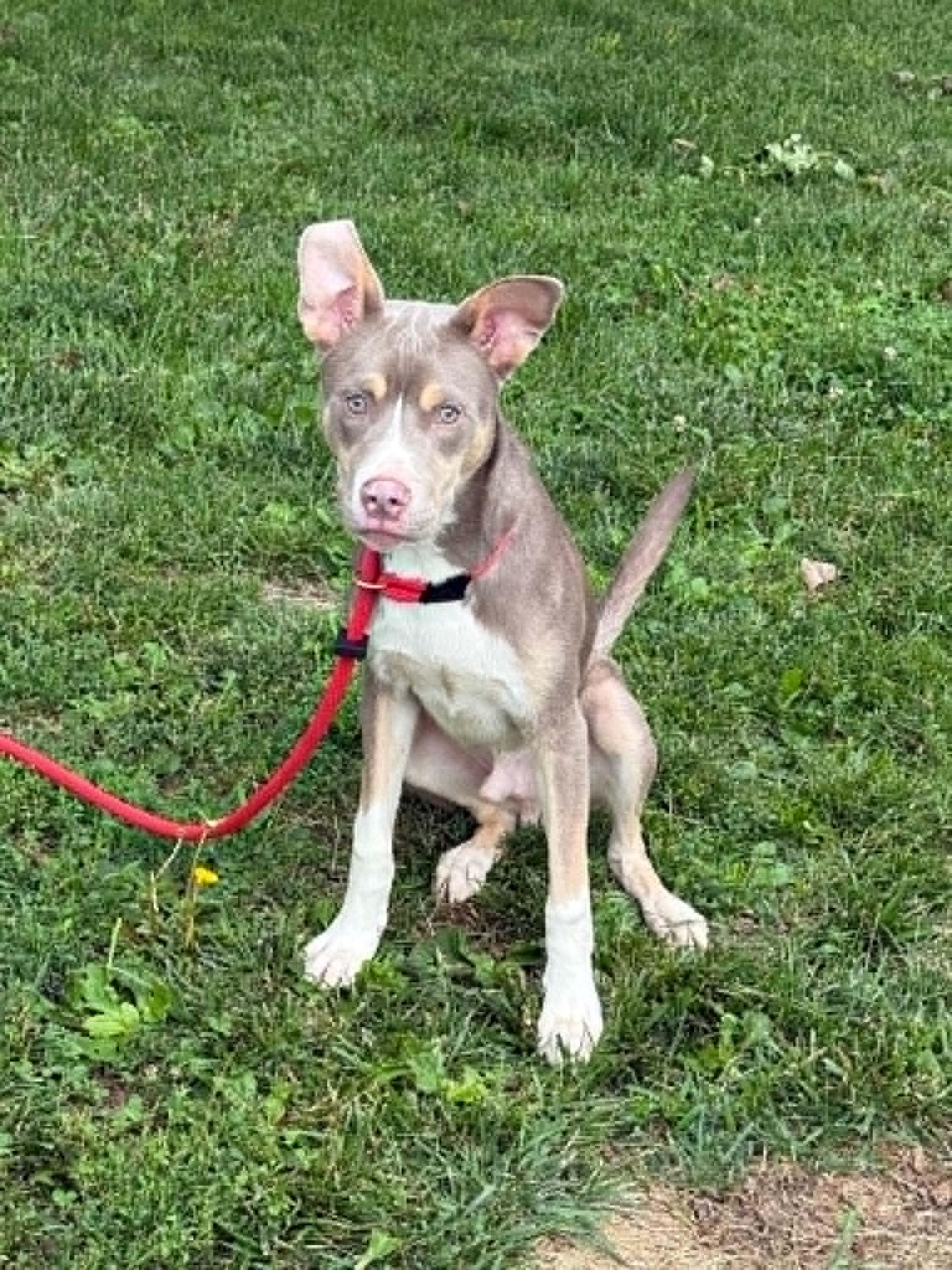 Enlarge Chaos, a ADOPTABLE mixed breed in Springfield, IL image 3/6