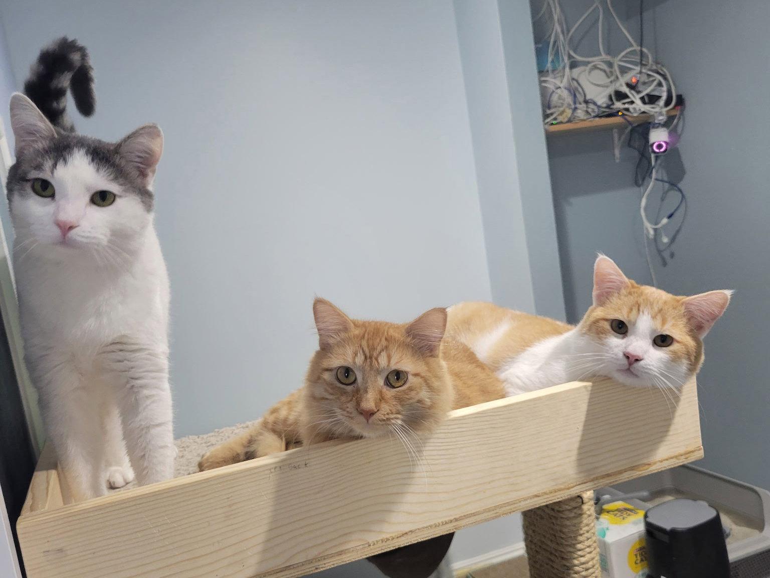 Putter, Adoptable, Young Male Domestic Short Hair.