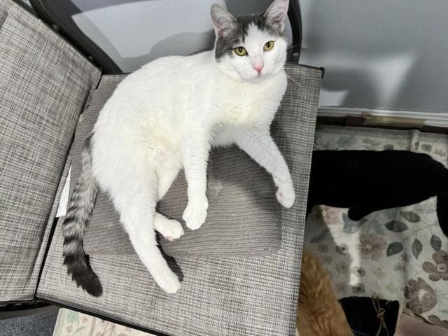 Putter, a Adoptable Domestic Short Hair in Mission Viejo, CA image 2/3