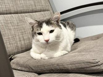 Putter, a Adoptable Domestic Short Hair in Mission Viejo, CA image 3/3