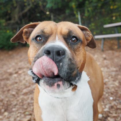Enlarge Ryder, a Adoptable mixed breed in Largo, FL image 1/3