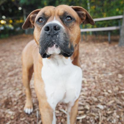 Enlarge Ryder, a Adoptable mixed breed in Largo, FL image 2/3