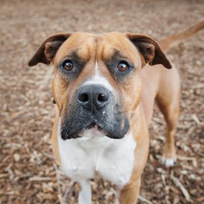 Enlarge Ryder, a Adoptable mixed breed in Largo, FL image 3/3