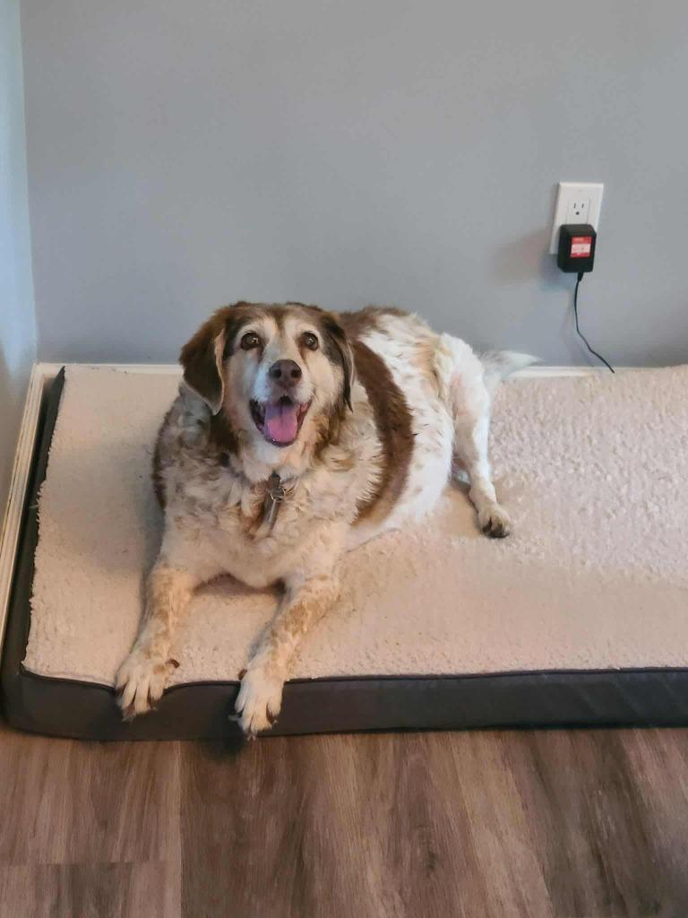 Natasha, Adoptable, Senior Female Catahoula Leopard Dog.