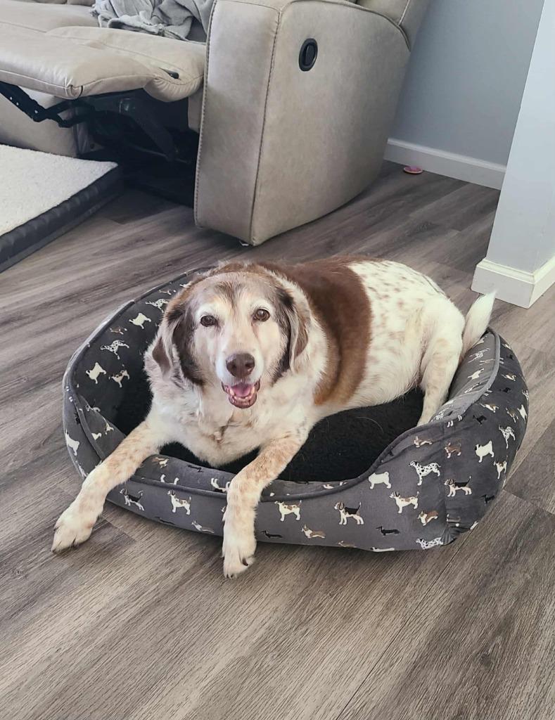 Enlarge Natasha, a Adoptable mixed breed in Hamilton, OH image 2/3