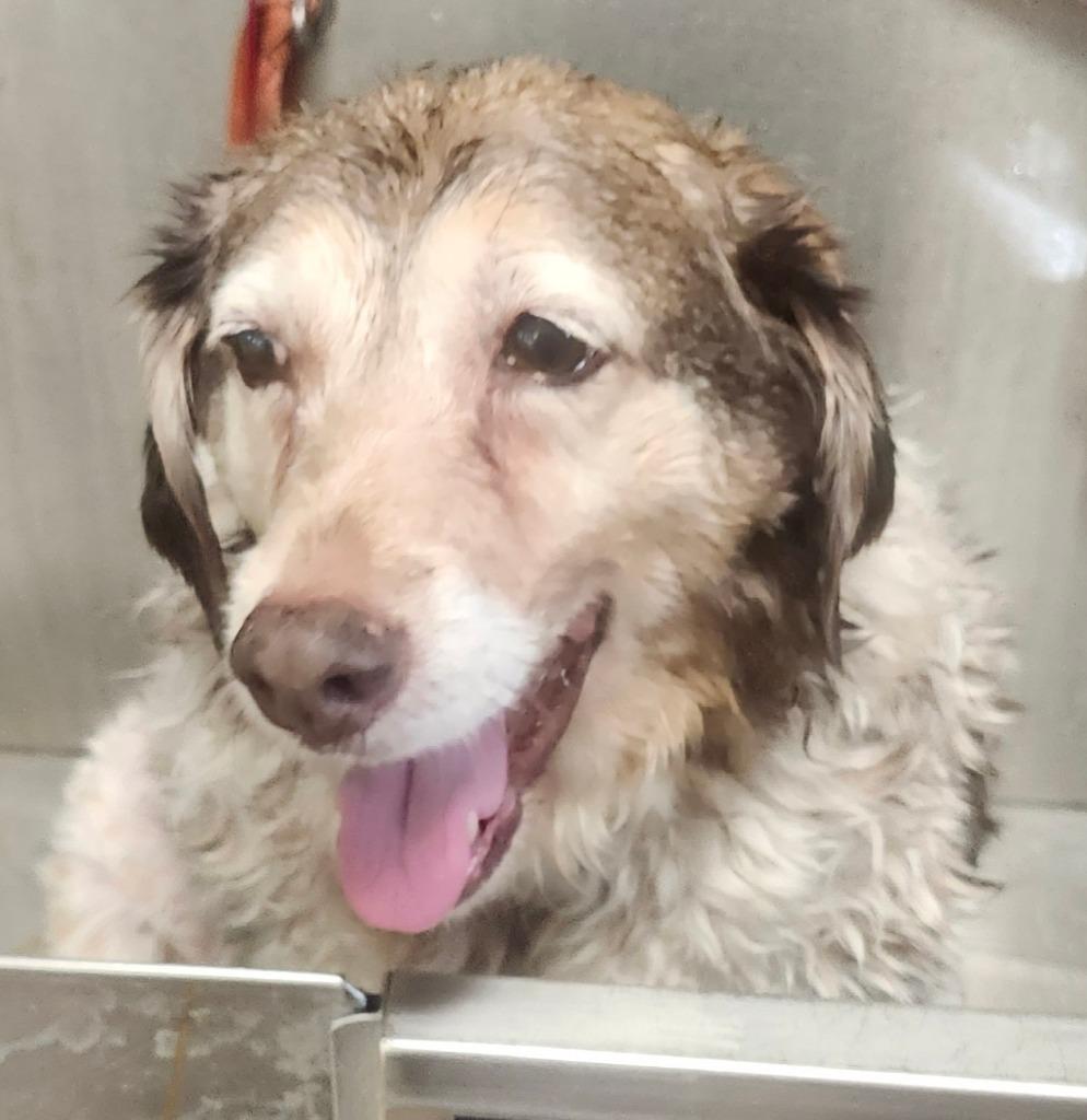 Natasha, Adoptable, Senior Female Catahoula Leopard Dog.