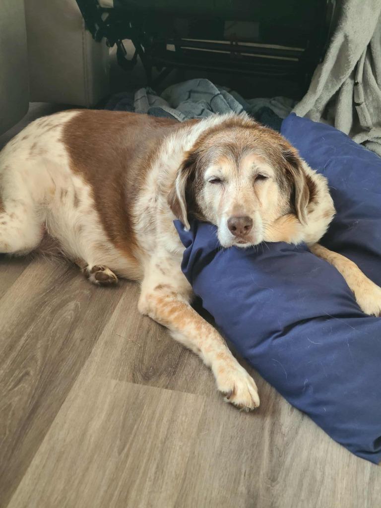 Enlarge Natasha, a Adoptable mixed breed in Hamilton, OH image 3/3