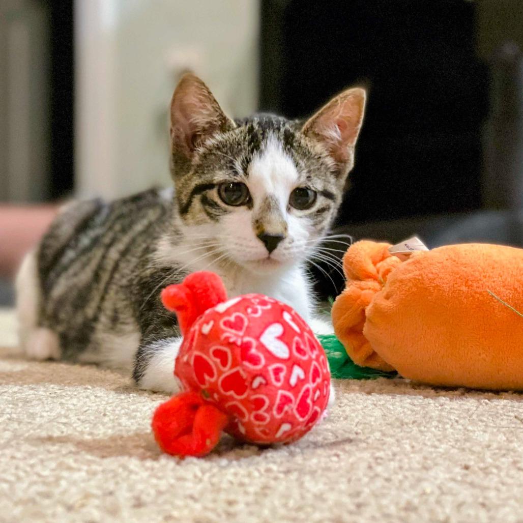 Enlarge Lydia, a Adoptable Domestic Medium Hair in Glenfield, NY image 1/4