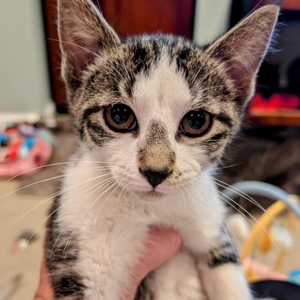 Enlarge Lydia, a Adoptable Domestic Medium Hair in Glenfield, NY image 2/4