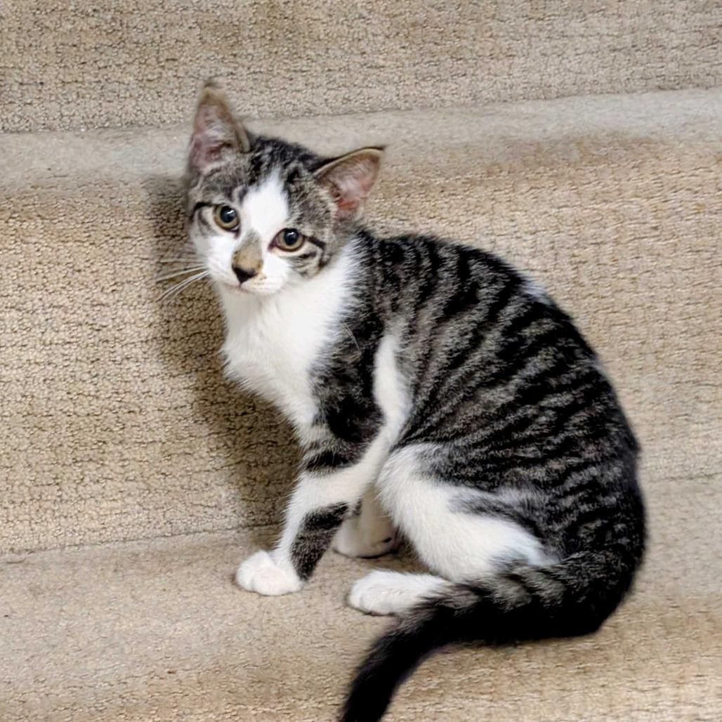 Enlarge Lydia, a Adoptable Domestic Medium Hair in Glenfield, NY image 4/4