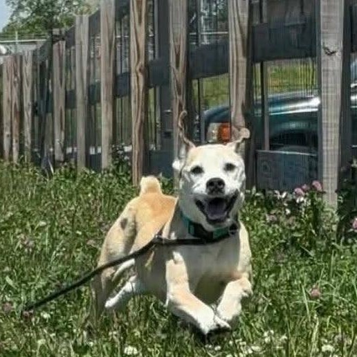 Sherman, a ADOPTABLE mixed breed in Minooka, IL image 3/3