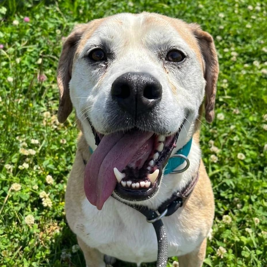 Sherman, ADOPTABLE, Adult Male Beagle & Basset Hound.