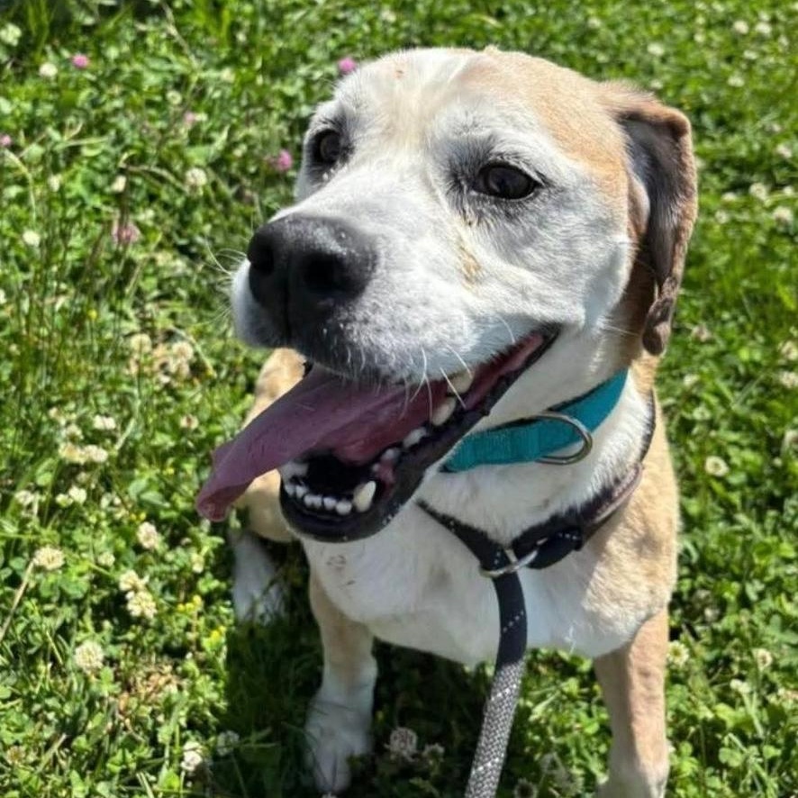 Sherman, a ADOPTABLE mixed breed in Minooka, IL image 2/3