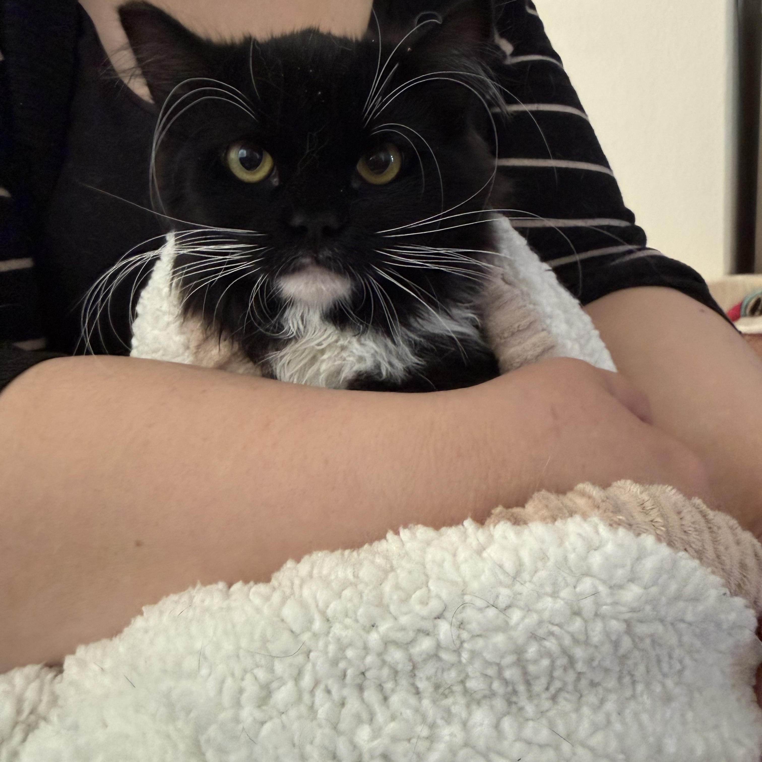 Burp Me! , ADOPTABLE, Kitten Male Tuxedo.