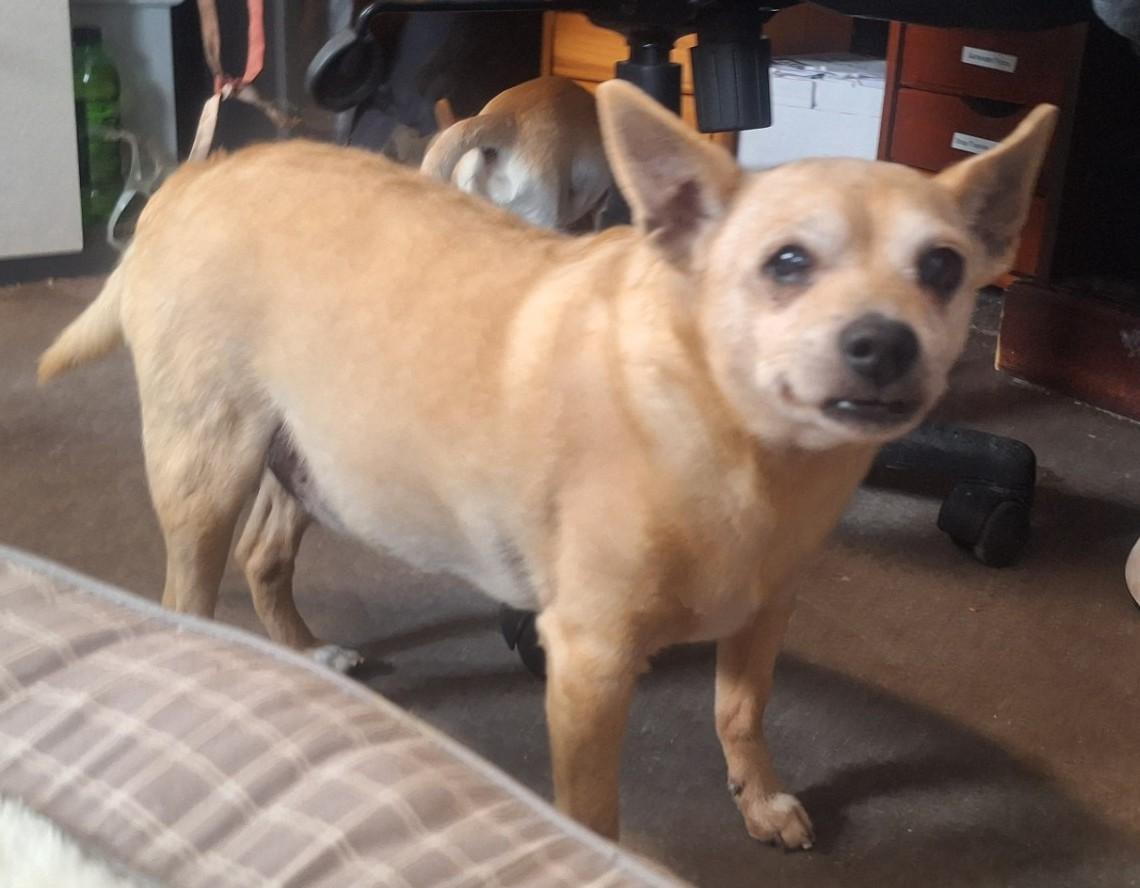 Radar and Rambo photo 2