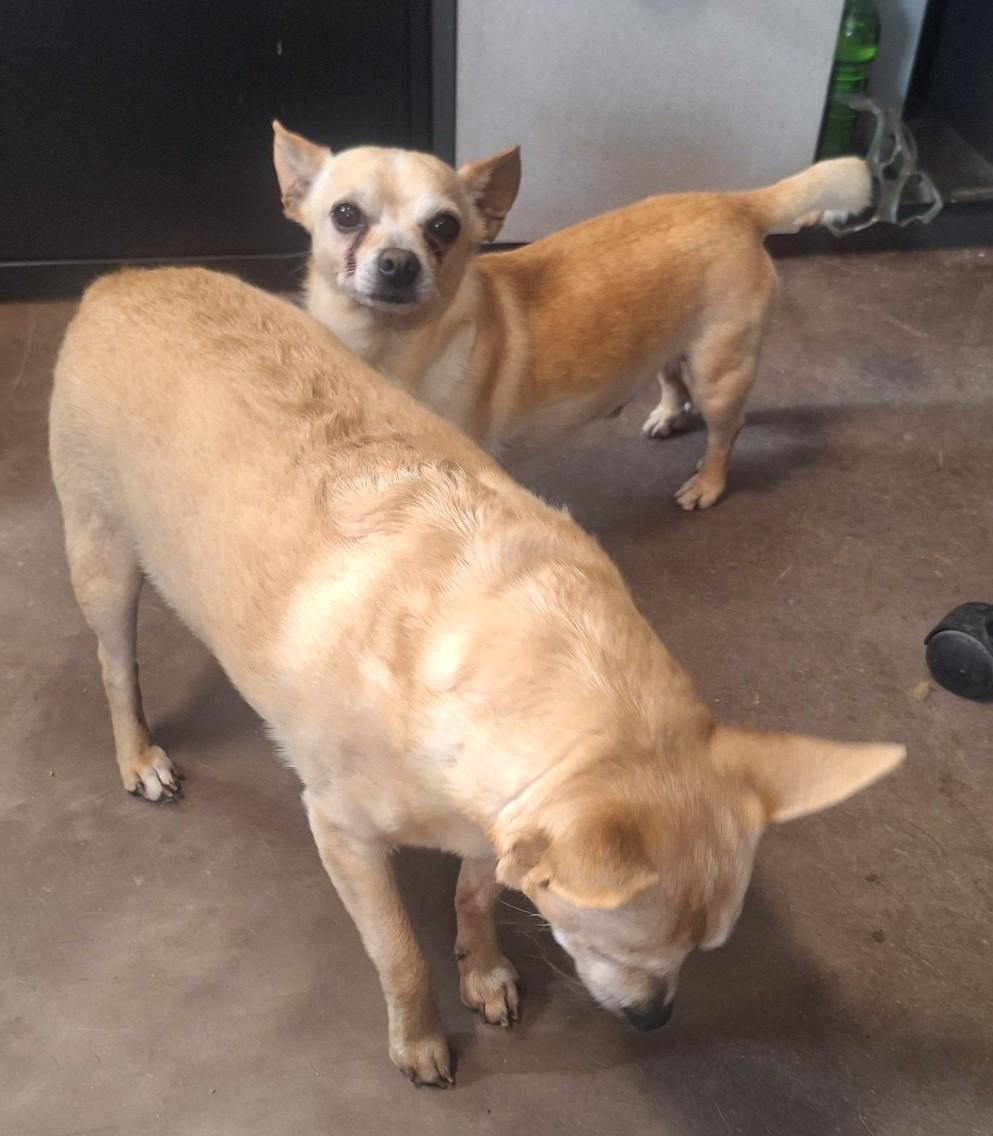 Radar and Rambo photo 3