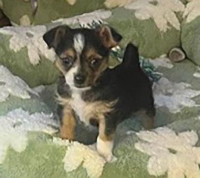 RICKY, ADOPTABLE, Young Male Yorkshire Terrier & Chihuahua.