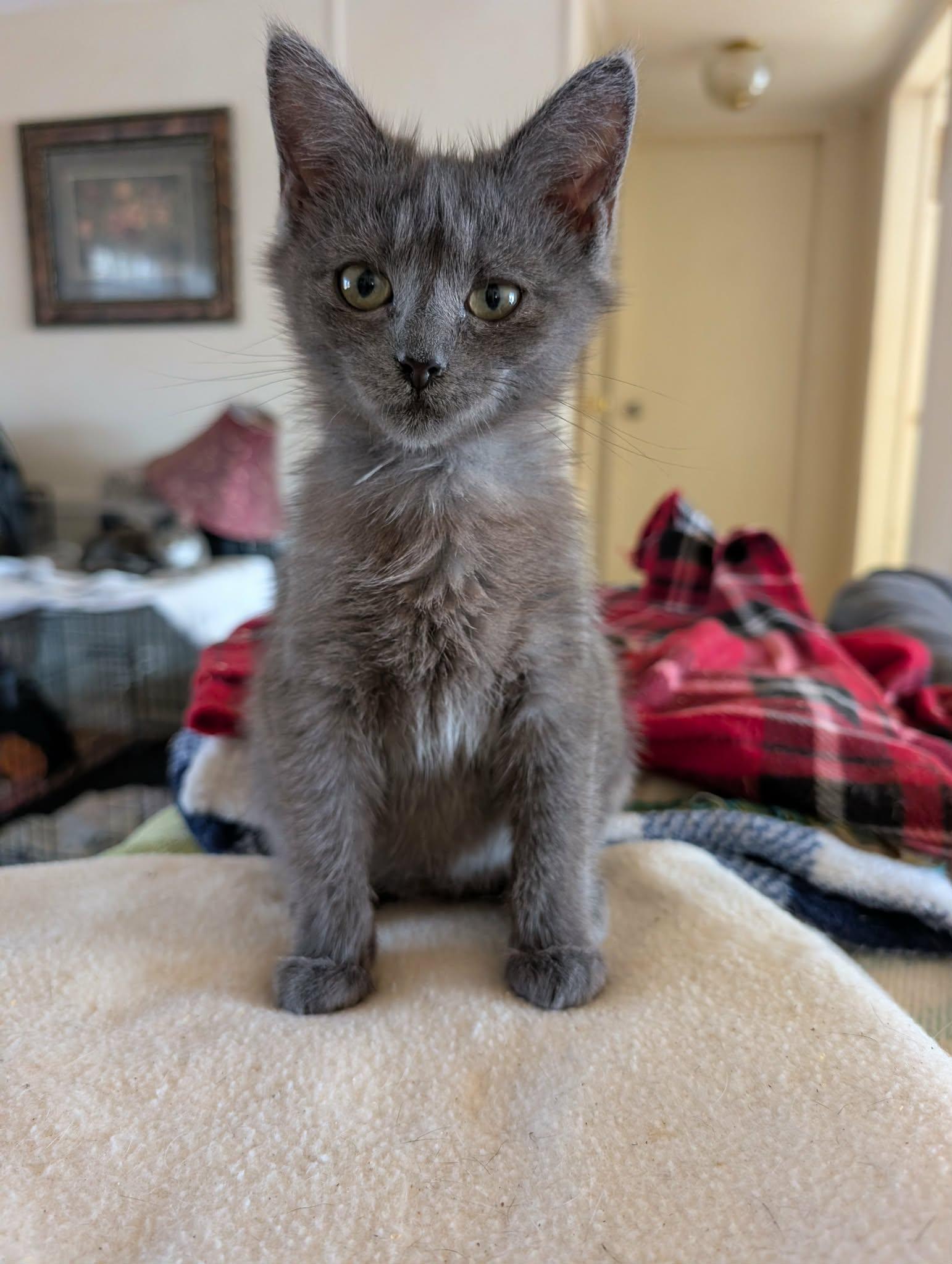 Enlarge Granger, an adopted Domestic Short Hair in Trinity, NC image 1/1