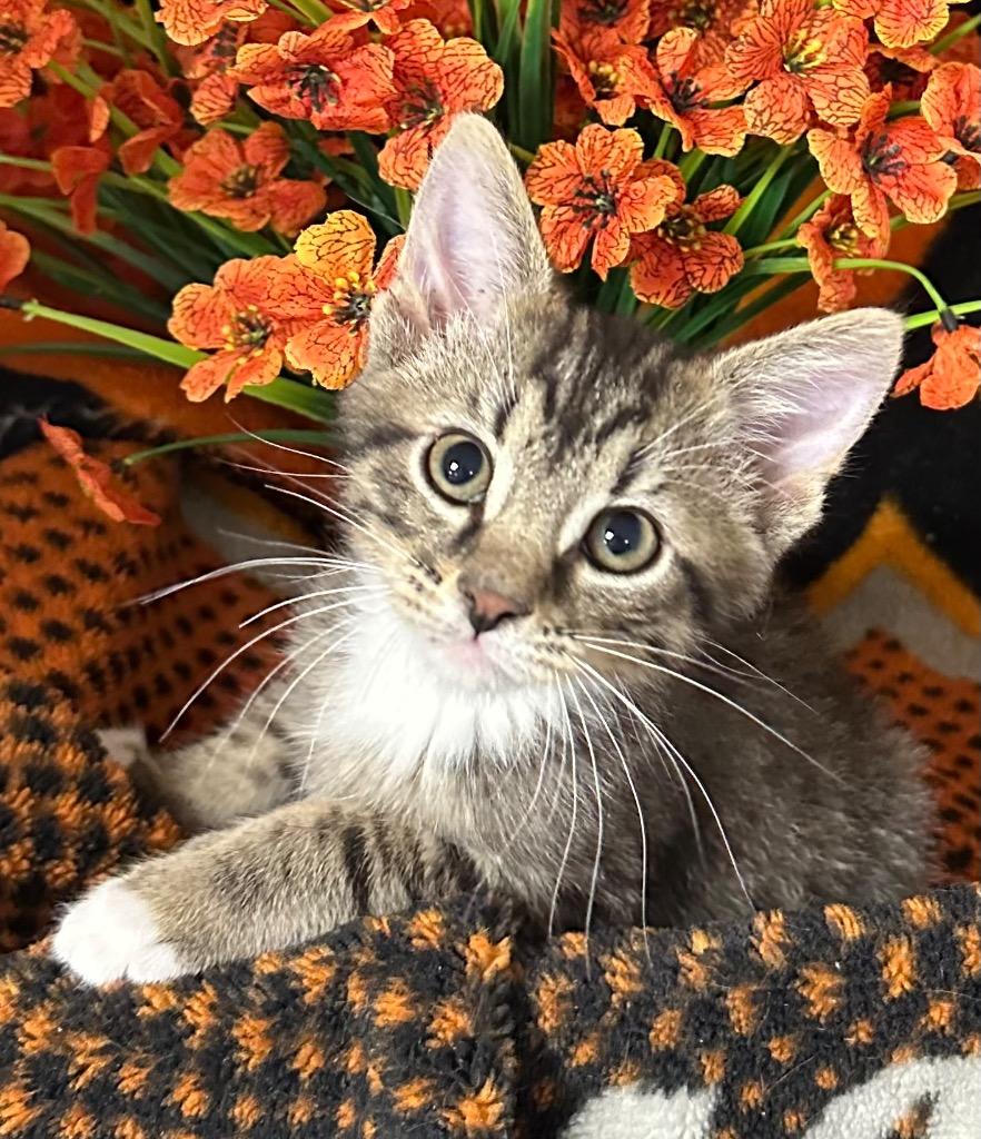 Enlarge 3/3/26 Campbell, a Adoptable mixed breed in Stillwater, OK image 1/1