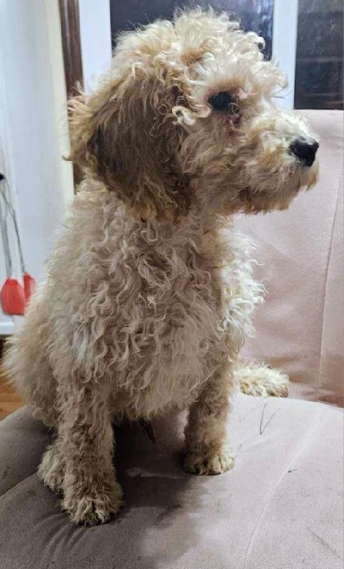 Jenkins, adopted, Puppy Male Goldendoodle.