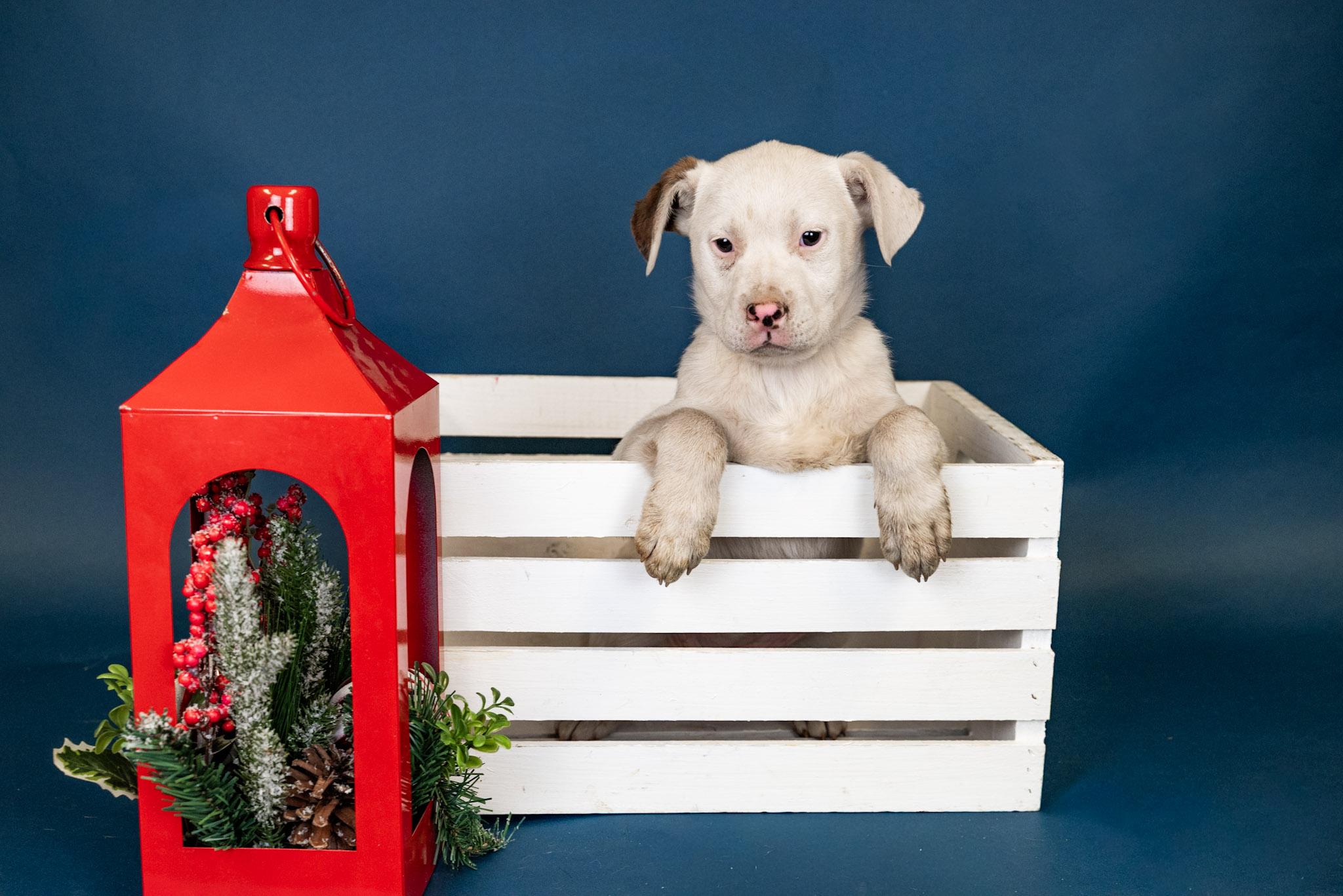 Enlarge 1107-25, a ADOPTABLE mixed breed in Brighton, CO image 1/1