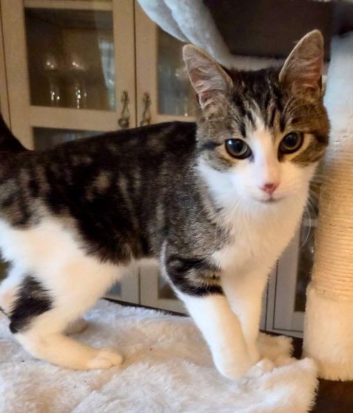 Dexter, Adoptable, Kitten Male Tabby.