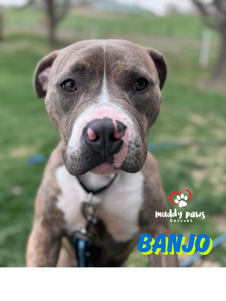 Banjo