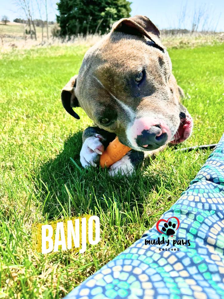 Banjo, a Adoptable mixed breed in Council Bluffs, IA image 1/5