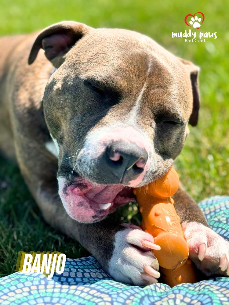 Banjo, a Adoptable mixed breed in Council Bluffs, IA image 2/5