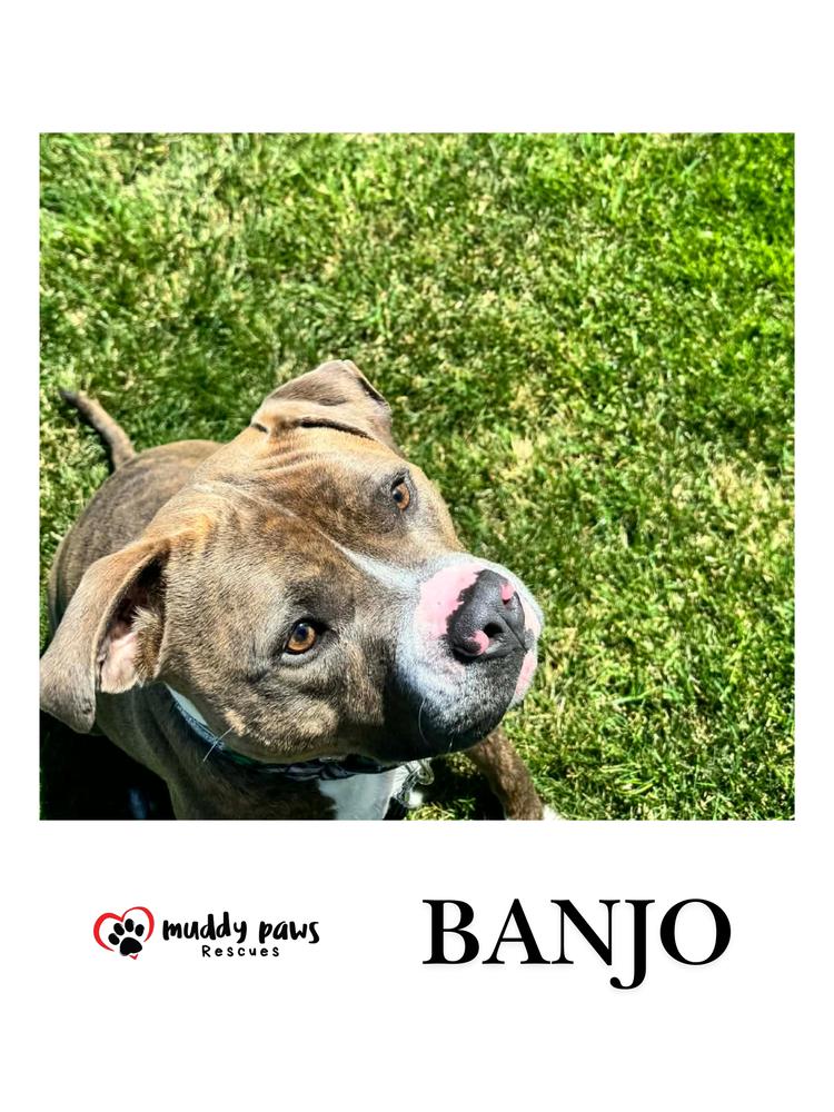 Banjo, a Adoptable mixed breed in Council Bluffs, IA image 3/5
