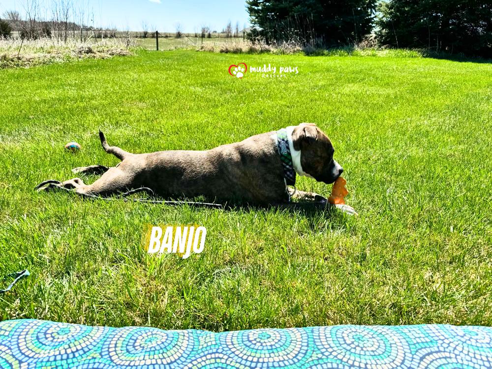 Banjo, a Adoptable mixed breed in Council Bluffs, IA image 4/5