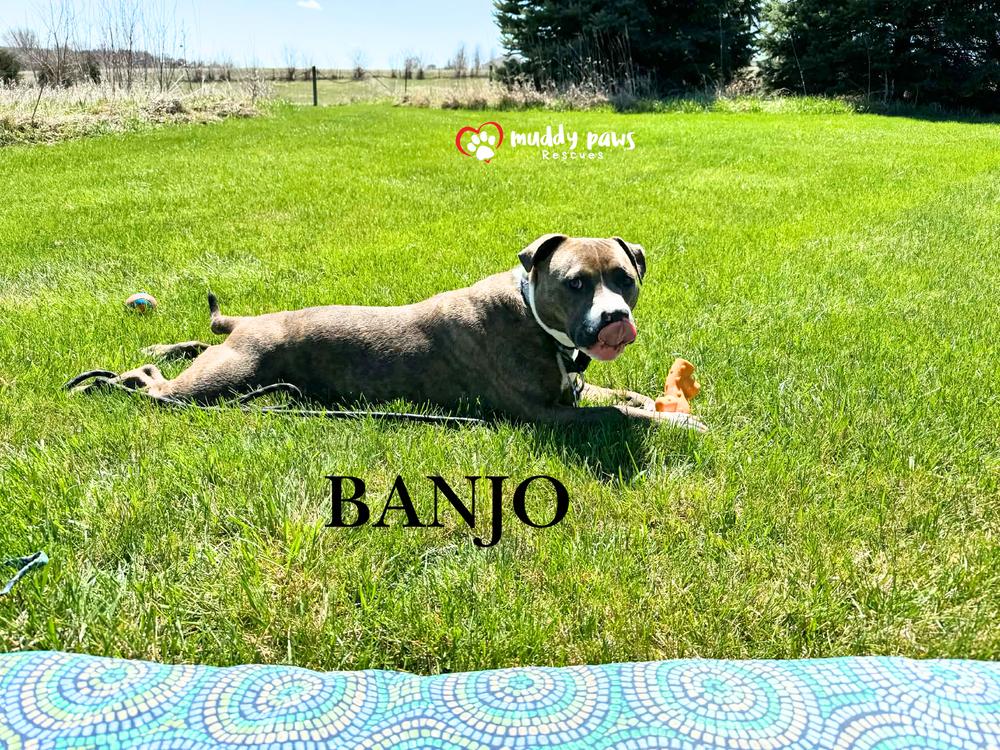 Enlarge Banjo, a Adoptable mixed breed in Council Bluffs, IA image 5/5