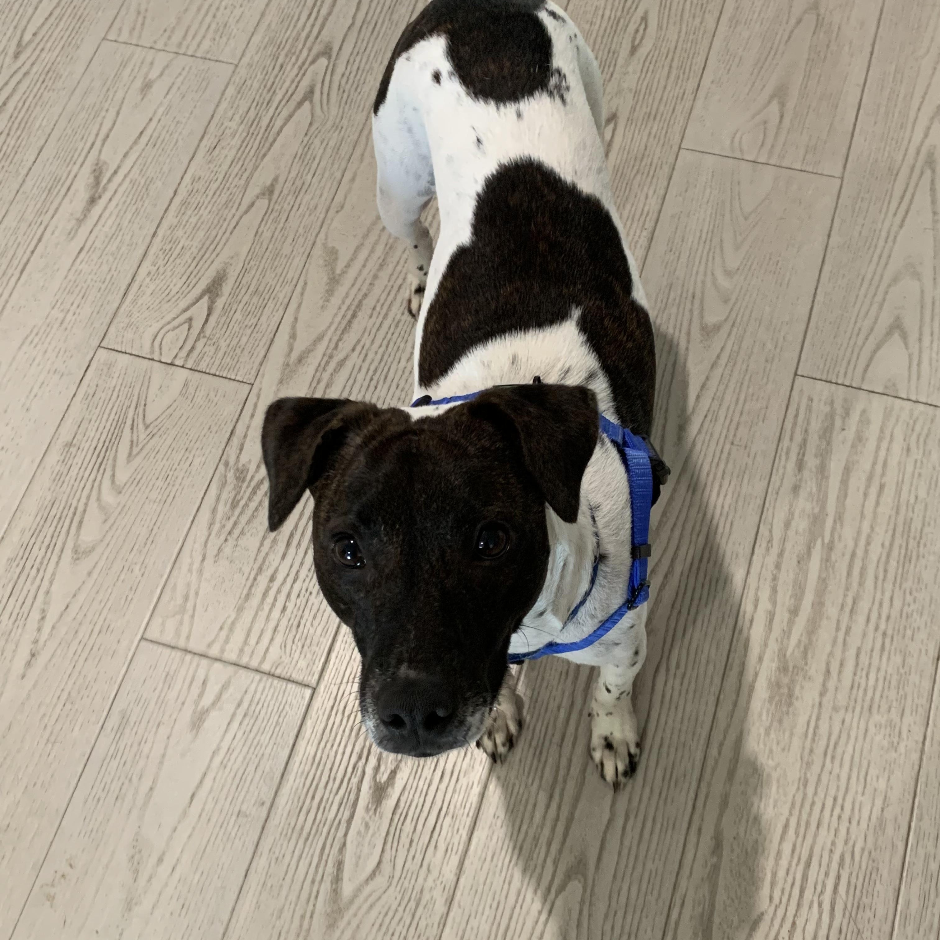 Enlarge Odie, a ADOPTABLE mixed breed in Boca Raton, FL image 1/1