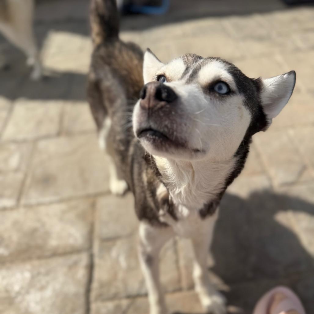 Enlarge Skye, a Adoptable Husky in Baton Rouge, LA image 1/5