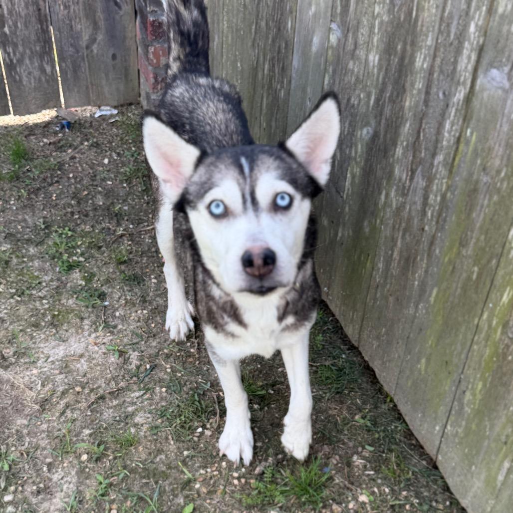Enlarge Skye, a Adoptable Husky in Baton Rouge, LA image 2/5