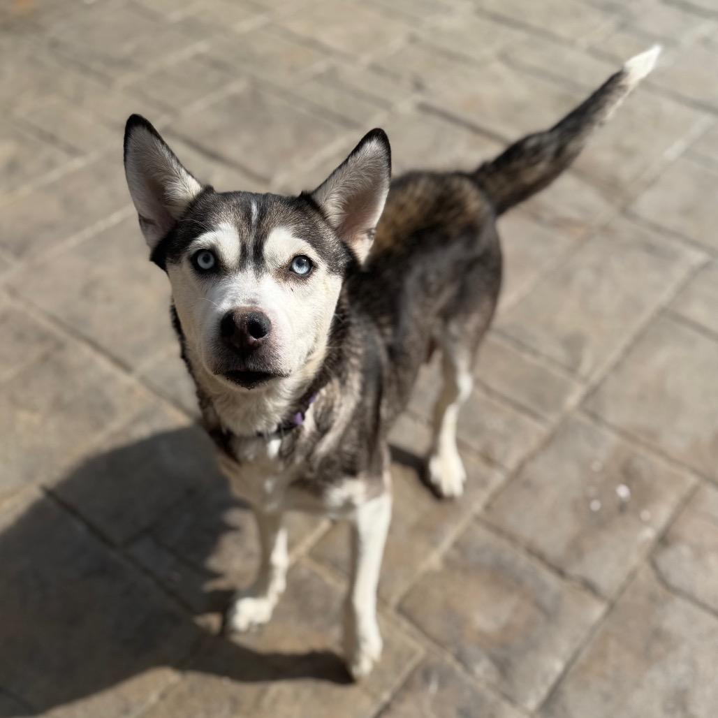 Enlarge Skye, a Adoptable Husky in Baton Rouge, LA image 3/5