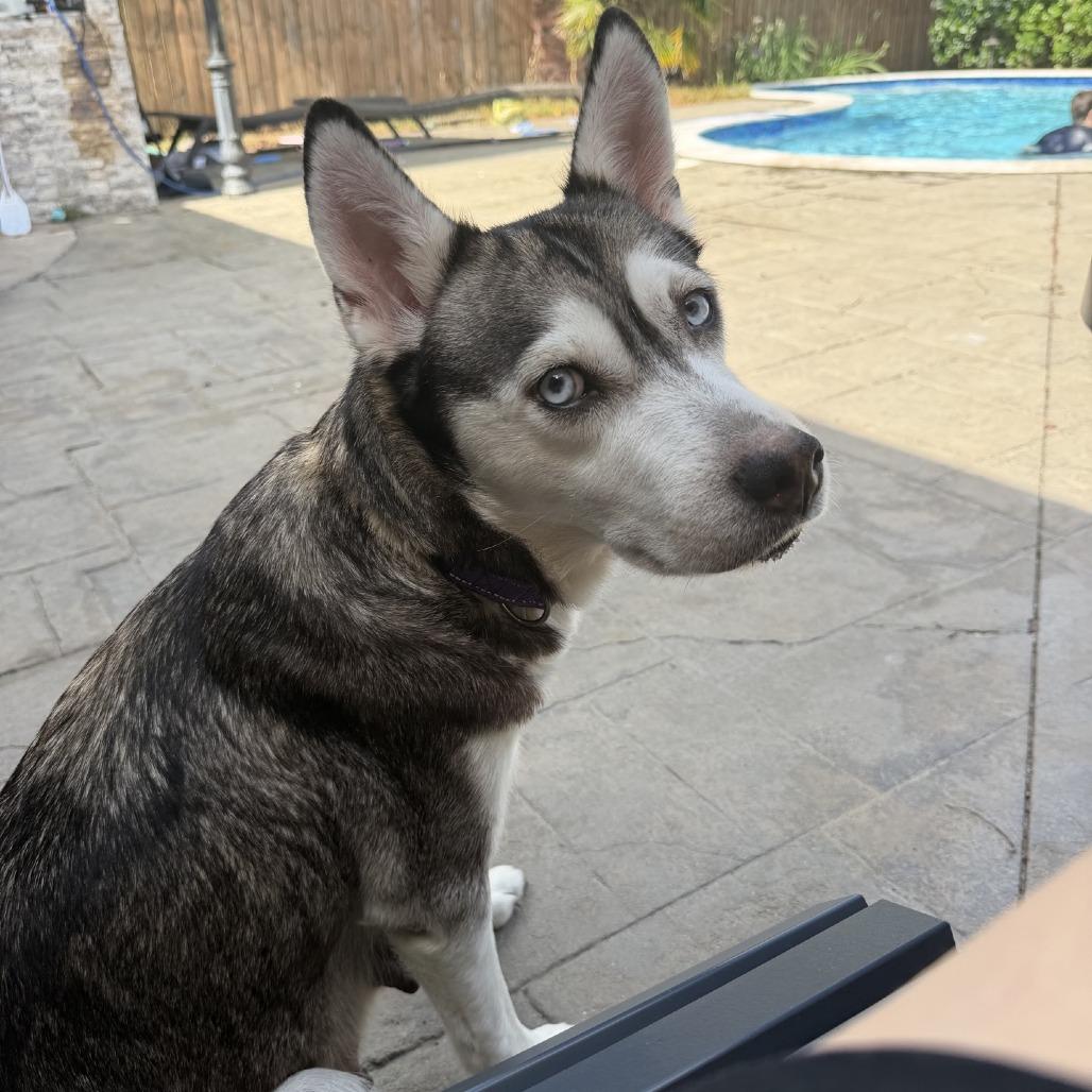 Enlarge Skye, a Adoptable Husky in Baton Rouge, LA image 4/5