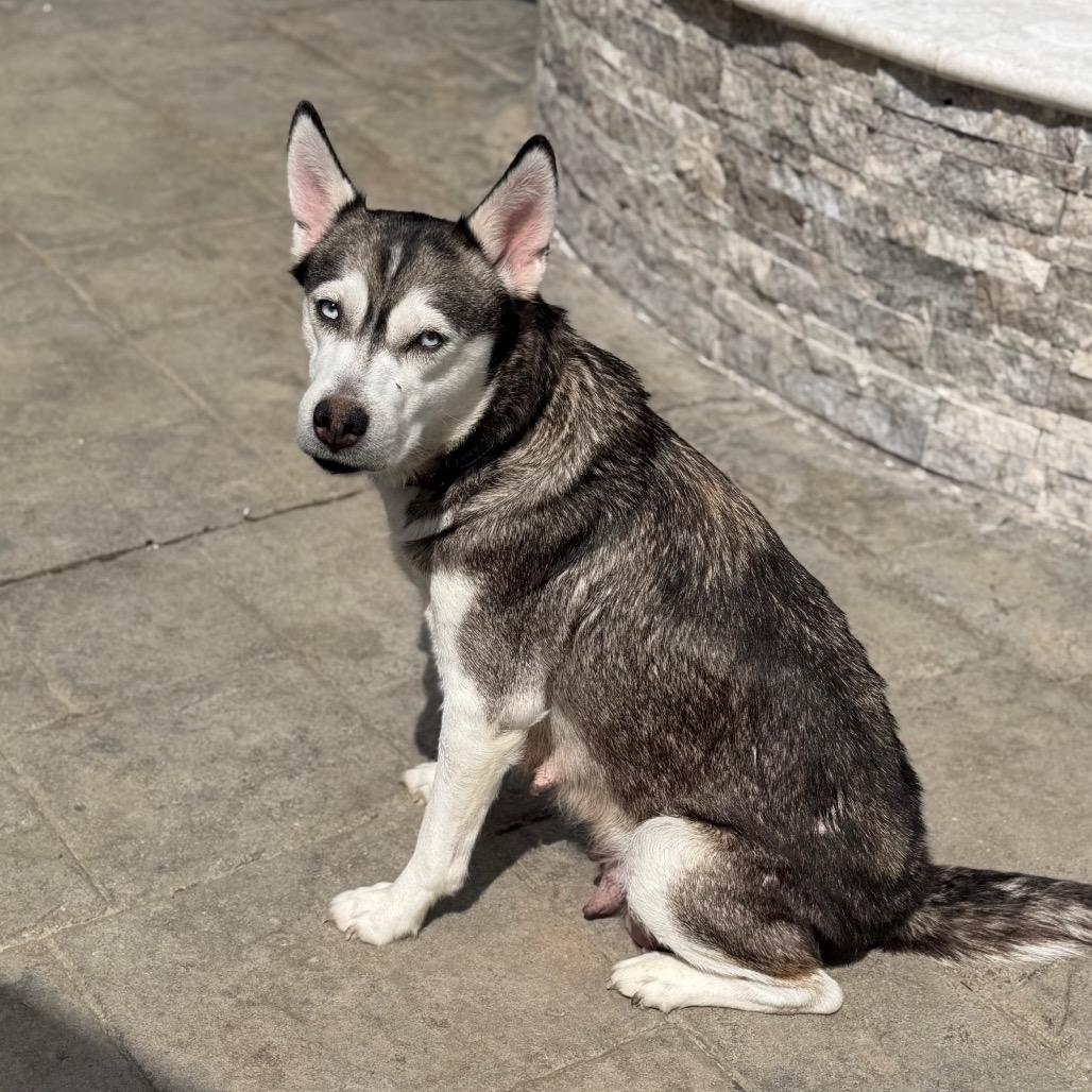 Enlarge Skye, a Adoptable Husky in Baton Rouge, LA image 5/5