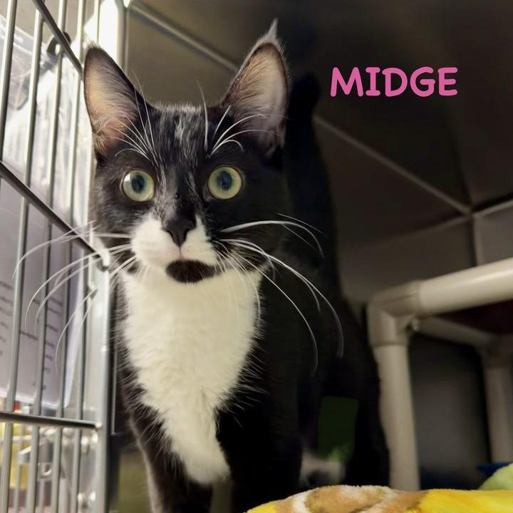 Midge, Adoptable, Young Female Domestic Short Hair.