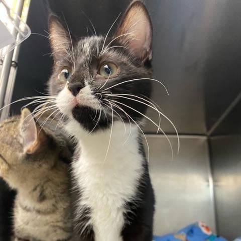 Midge, Adoptable, Young Female Domestic Short Hair.