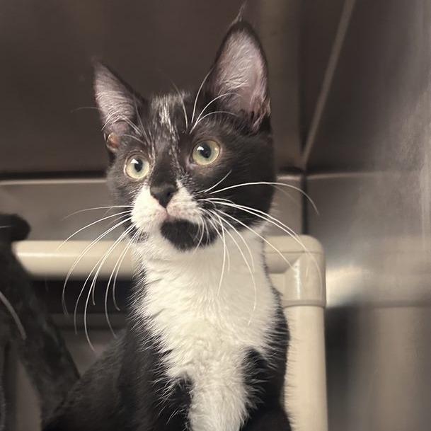 Enlarge Midge, a Adoptable mixed breed in Newport, NC image 3/5