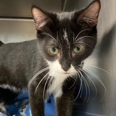 Enlarge Midge, a Adoptable mixed breed in Newport, NC image 4/5