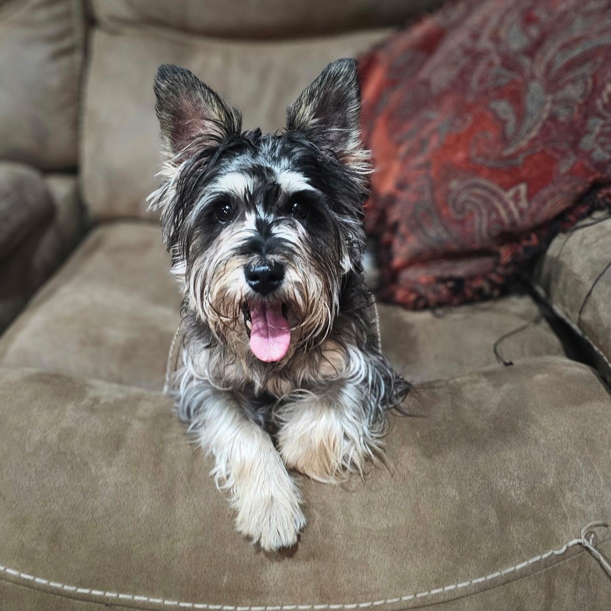 Russell, a Adoptable Scottish Terrier in Baldwyn, MS image 1/2