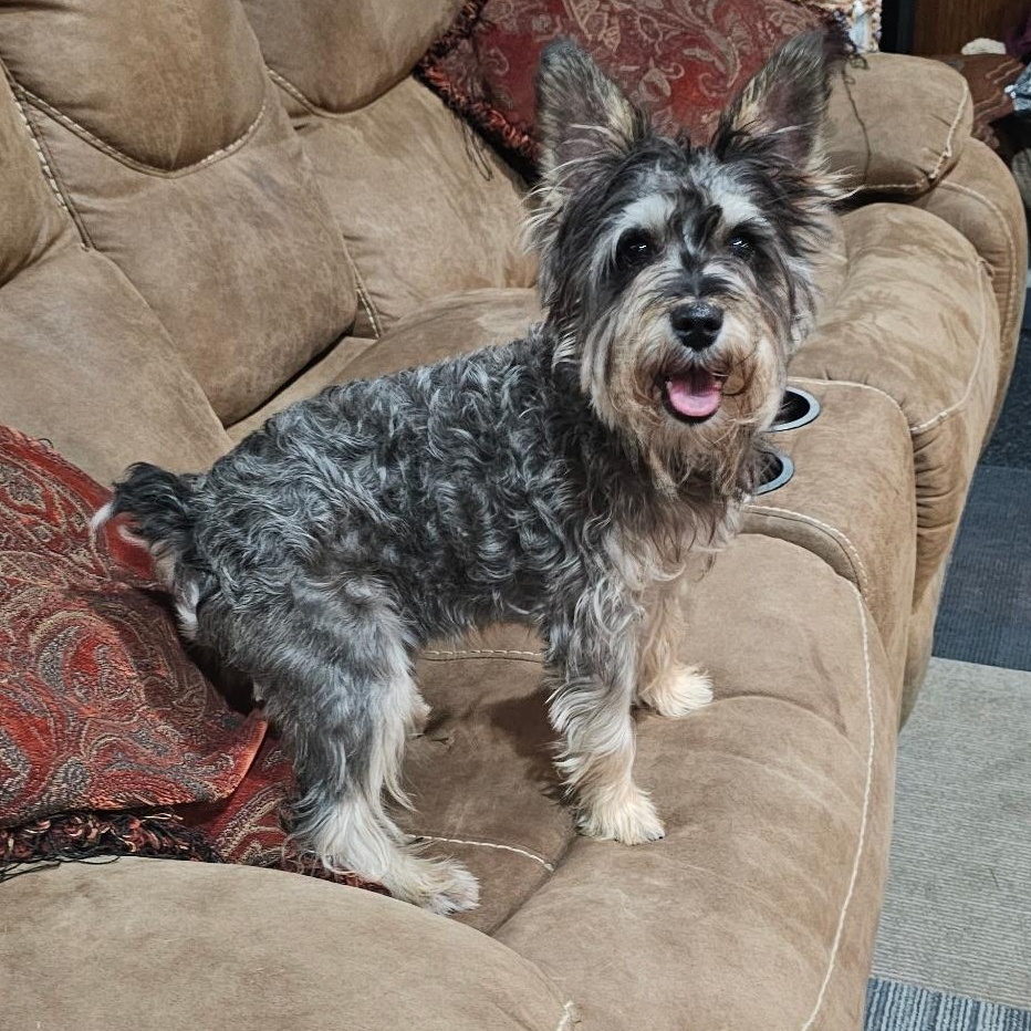 Russell, a Adoptable Scottish Terrier in Baldwyn, MS image 2/2