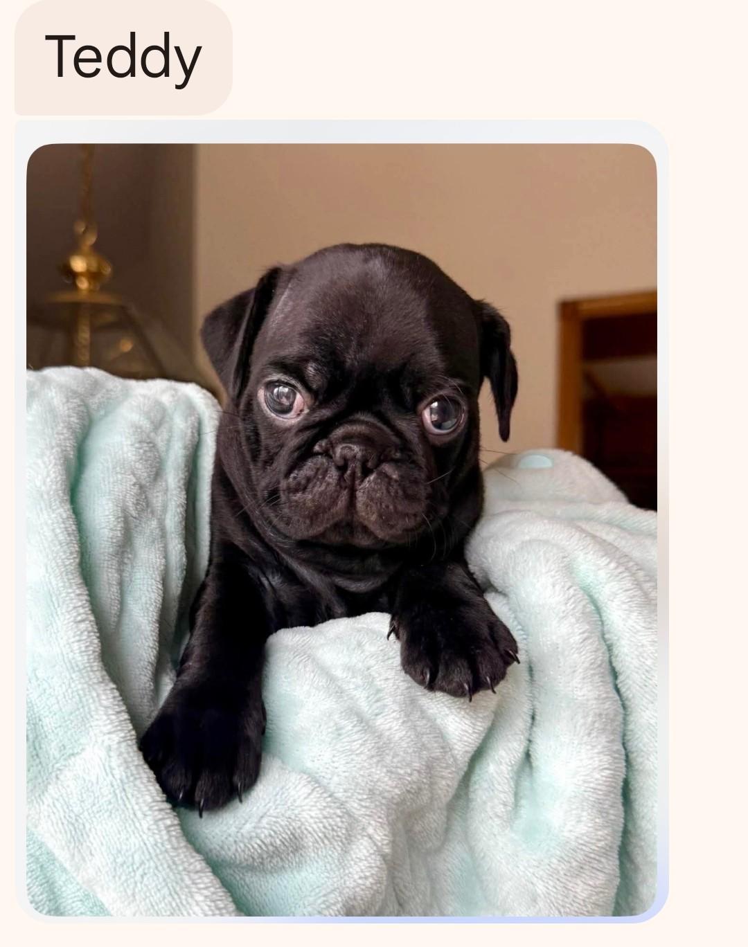 Enlarge Teddy, a ADOPTABLE Pug in Benton, KS image 1/1