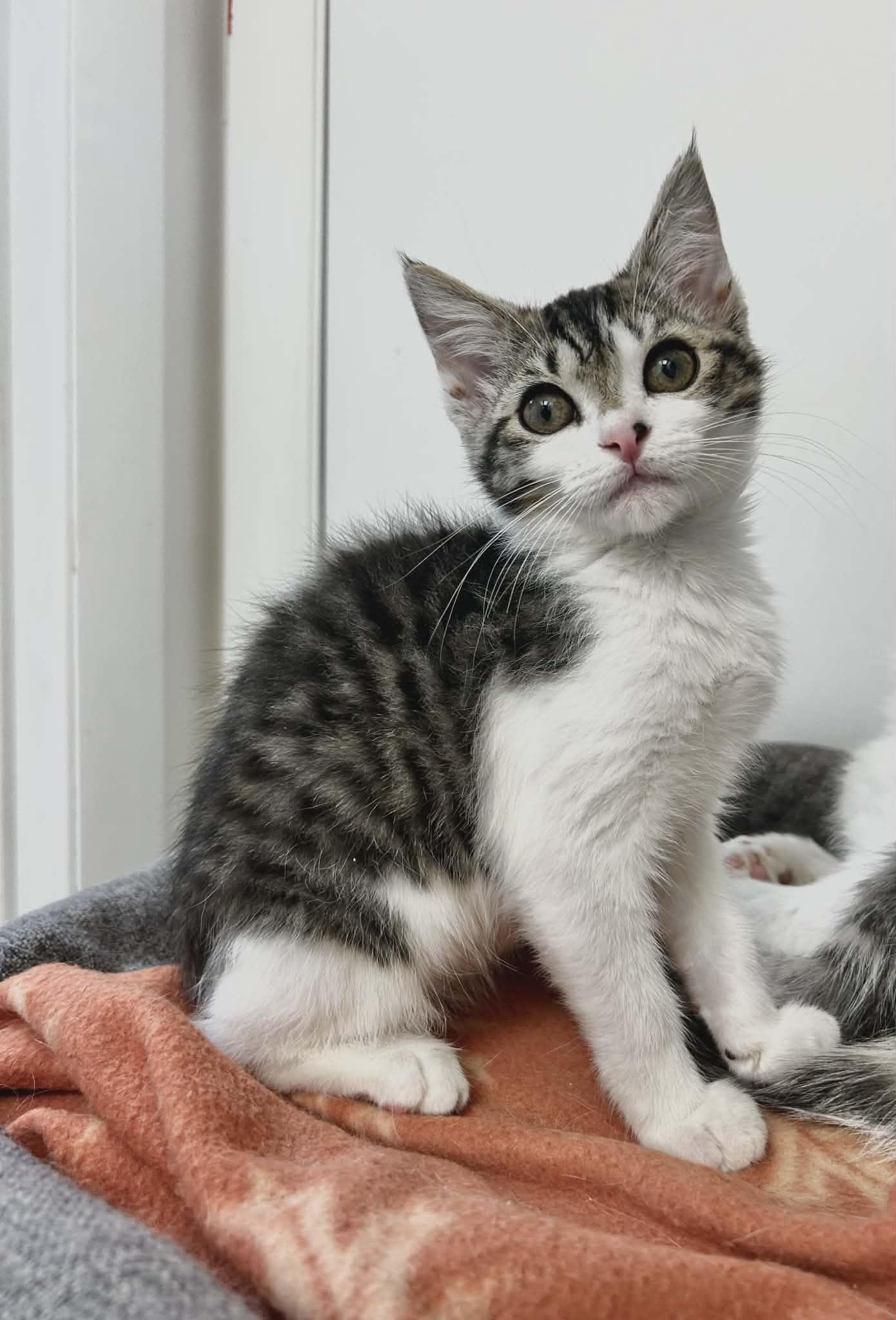 Noodle, ADOPTABLE, Kitten Male Domestic Short Hair.