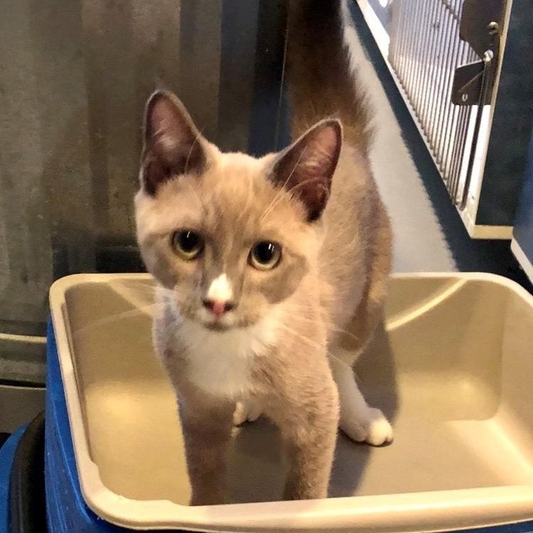 Enlarge Tucker, a Adopted Domestic Short Hair in Lodi, CA image 1/4
