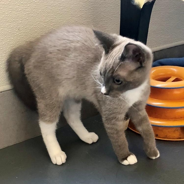 Enlarge Tucker, a Adopted Domestic Short Hair in Lodi, CA image 2/4