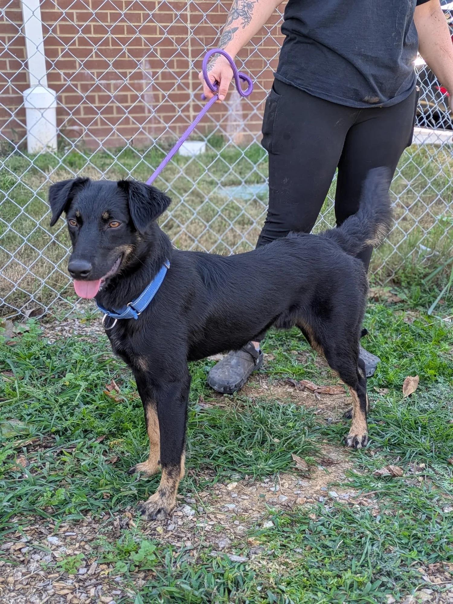 Max, an adoptable mixed breed in Huntsville, AL image 3/5