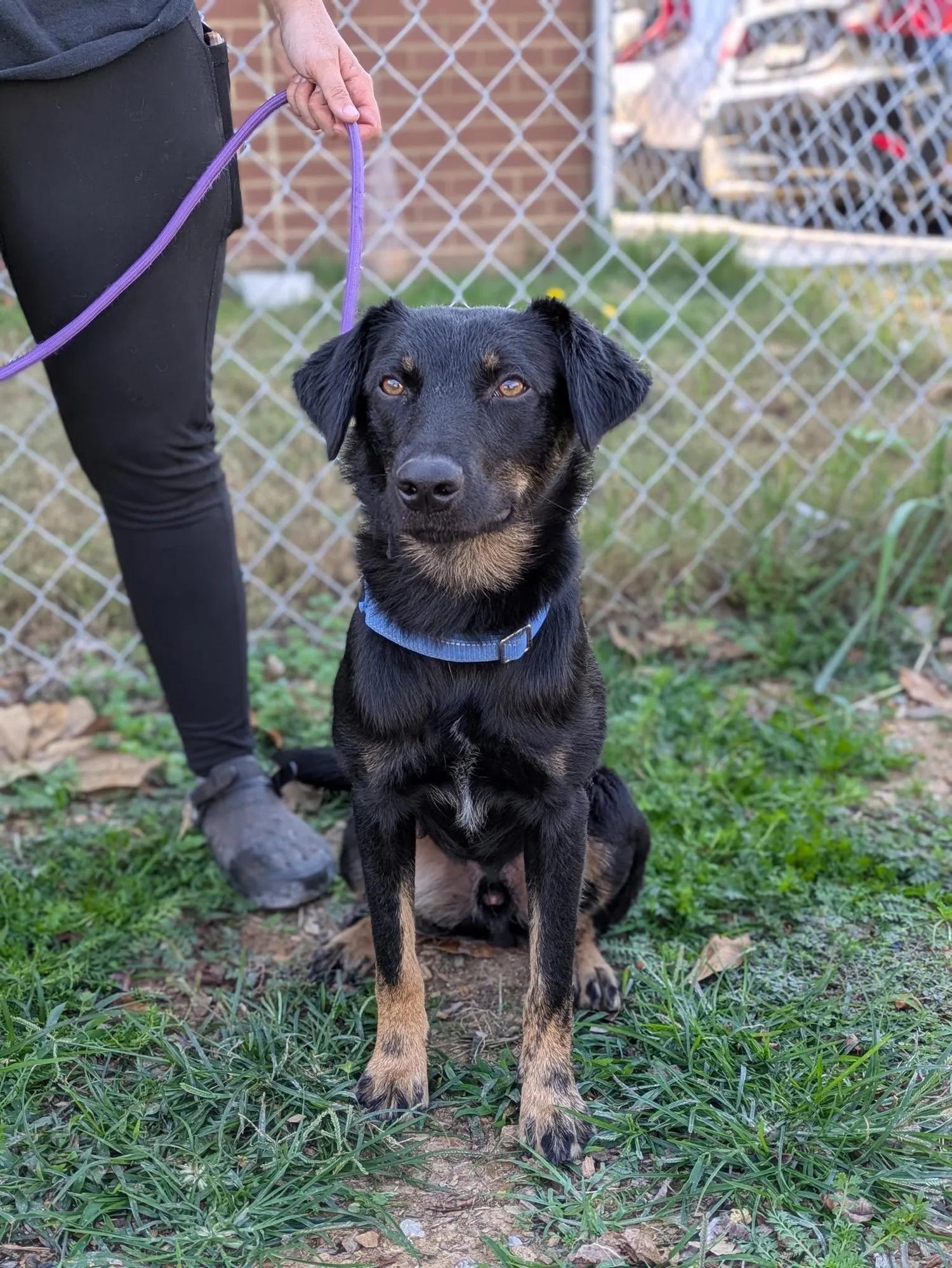 Max, adoptable, Adult Male Mixed Breed.